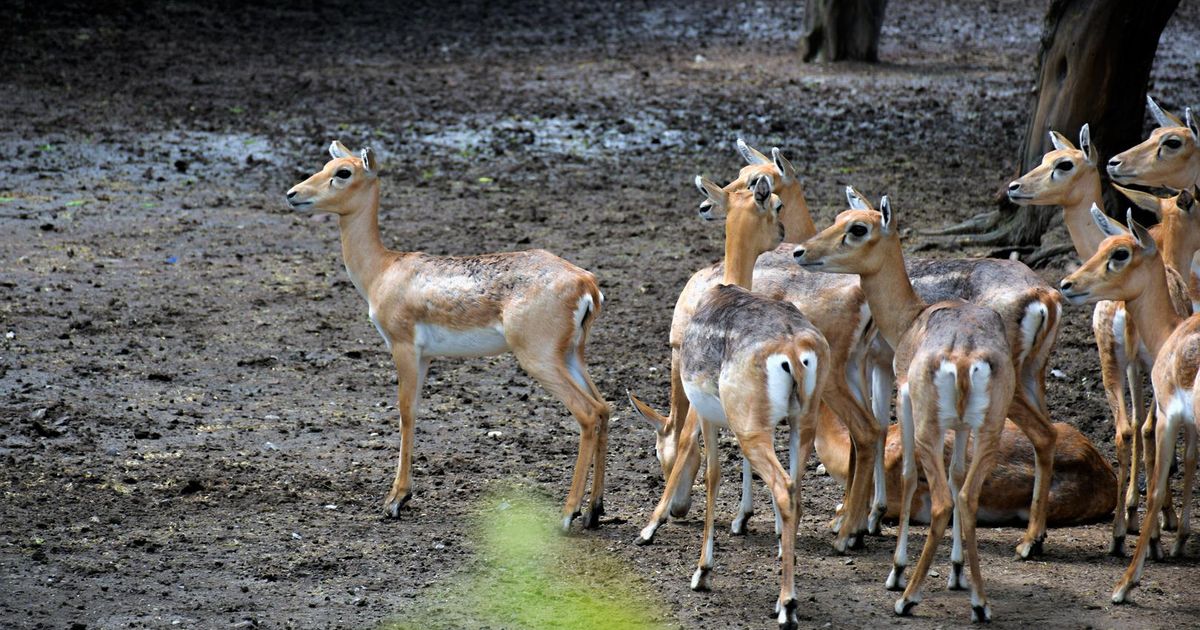 Zoo van Leipzig moet door EU-verordening gezonde dieren afmaken