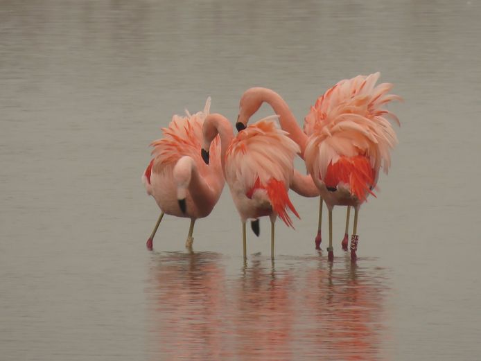 Verwonderend Zeven flamingo's strijken neer in Pijnacker: 'Hoe gaaf is dat NO-49