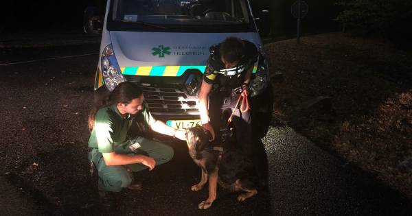 Heterense hond ontsnapt en steekt Rijn over naar Doorwerth