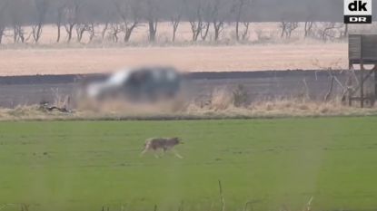 VIDEO: Eén van de eerste wilde wolven in Denemarken in 200 jaar doodgeschoten