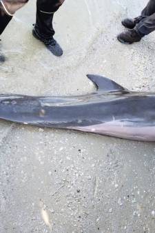 Vreemdelingendienst nederland