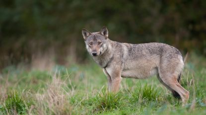 De grote boze wolf bestaat niet (meer): 