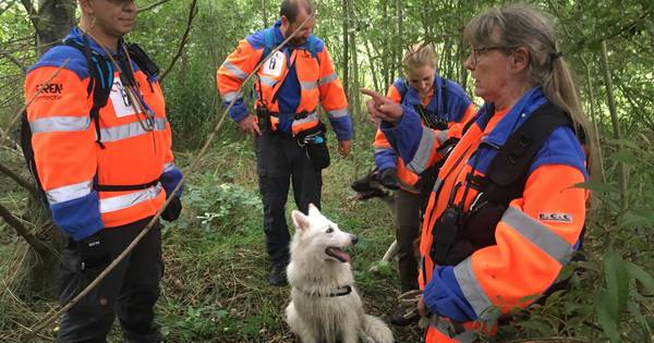Speurhonden kammen rietkragen en waterpartijen uit, op zoek naar vermiste Dennis in Apeldoorn - De S
