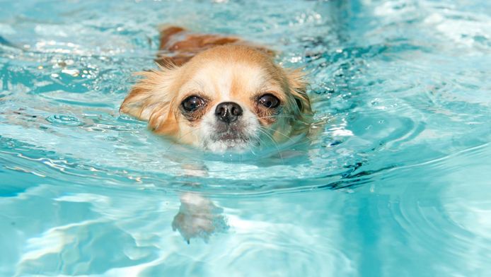 Mag Je Hond Eigenlijk In Het Zwembad Spelen Nina Hln Be