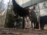 Pasgeboren Okapi voor het eerst naar buiten