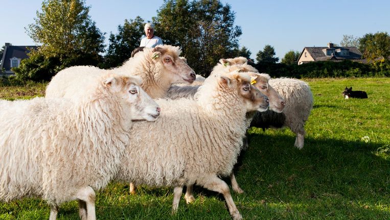 sylvia passchier is schaapherder in amsterdam elk schaap is anders het parool