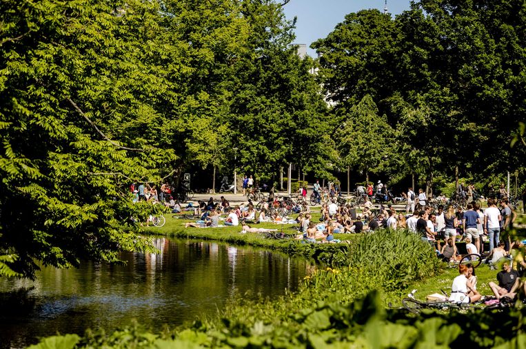 Nieuwe wesp ontdekt: de Aphaereta vondelparkensis, drie keer raden waar hij is gevonden - Trouw