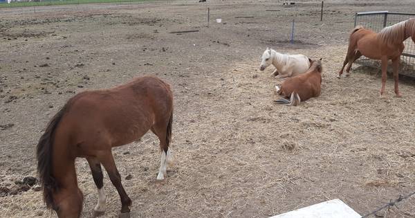 'Instanties volop bezig met dieren Haarsteeg' | Waalwijk, Heusden eo | bd.nl - BD.nl