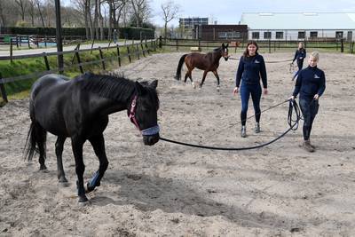 West-Brabantse maneges in zwaar weer: ‘Je kunt de paarden moeilijk geen eten geven’