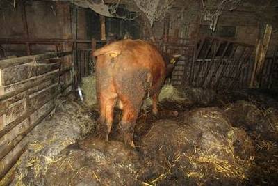 Dode stieren en schapen ontdekt bij oud en ziek Gelders echtpaar