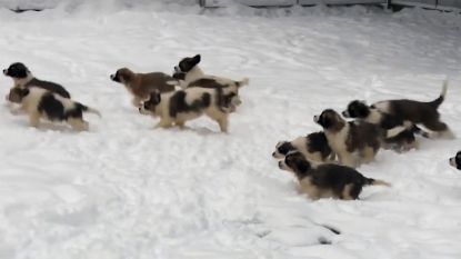 Russische leger wenst iedereen een gelukkig nieuwjaar...met schattige puppy's