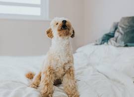 Blaft je hond altijd als de bel gaat? Met dít trucje leer je dit af