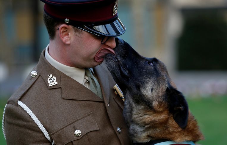  De bekende Britse militaire viervoeter Mali met trainer Daniel Hatley. De legerhond kreeg vorig jaar een hoge onderscheiding voor zijn heldenmoed in Afghanistan. De Mechelse herder leidde ondanks ernstige verwondingen een speciaal peloton in 2012 in Kaboel rechtstreeks naar verborgen talibanstrijders. Mali is nog steeds in militaire dienst.