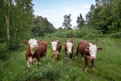 Grote grazers op Kwintelooijen bij Rhenen