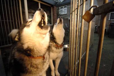 Gebruik kennels De Bengels is illegaal, eigenaren hondenpension opnieuw met gemeente om de tafel