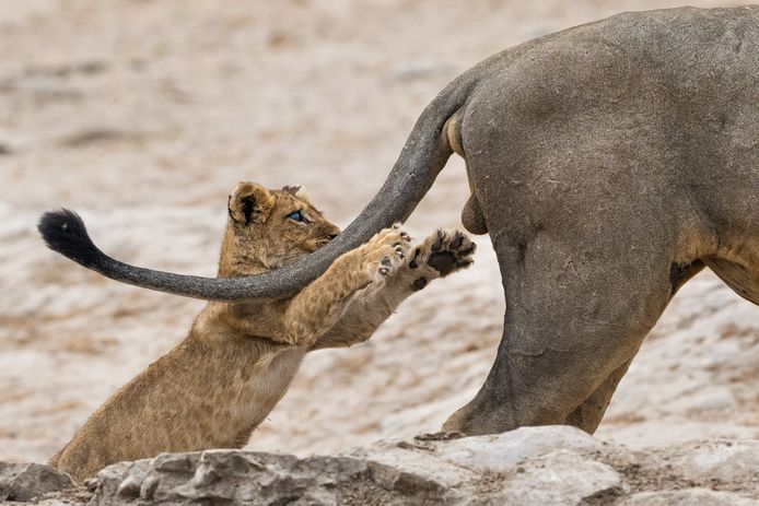 Verwonderlijk Van brutale leeuwenwelp tot verbaasde otter: lachen om gekke XL-88