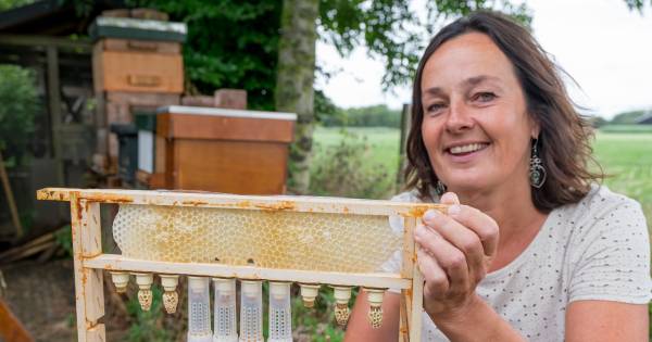 Imker Winny de Ruiter teelt bijenkoninginnen | Schouwen-Duiveland - PZC
