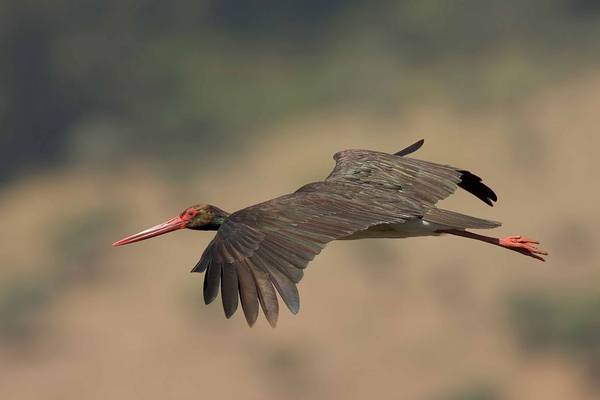 Dehesa: Forest of the Iberian Lynx