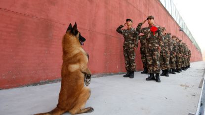 Beeld van de week: hond brengt soldaten passend eerbetoon