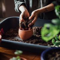 Zó kies je de juiste pot voor je kamerplant