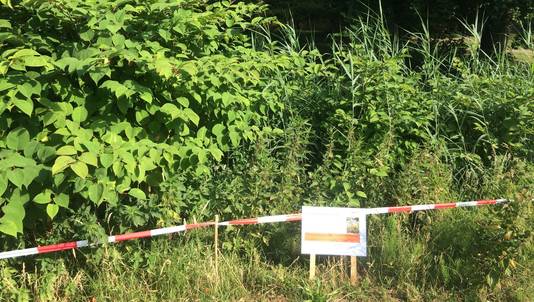 Fout Op Fout Bij Bestrijding Japanse Duizendknoop Amersfoort Ad Nl