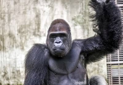 Hij kwam als maagd binnen, maar Bao Bao is nu al de grote baas