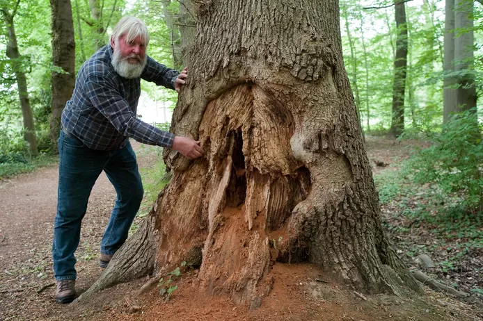 Parkbeheerder Ton Schopman bij een boom in het wandelgebied ‘De Eilandjes’ die duidelijk betere tijden heeft gekend.