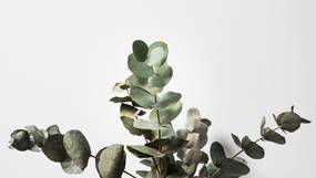 Dit is waarom het een goed idee is om eucalyptustakken in je douche te hangen