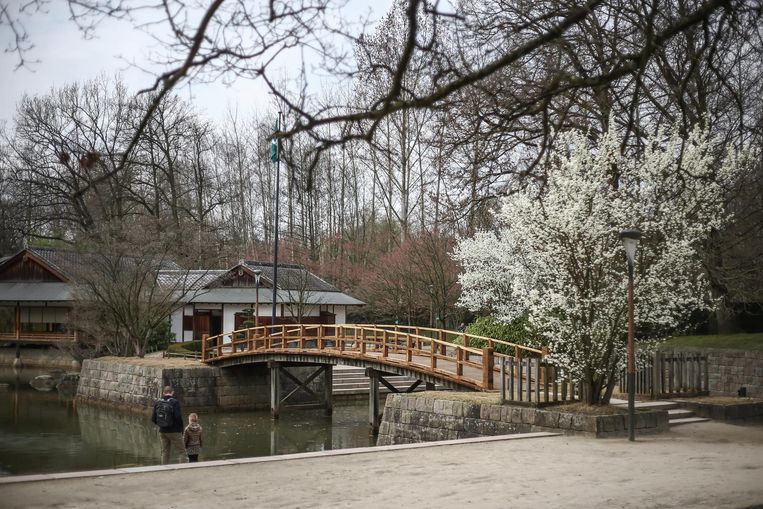 Eerste Bloesems In Japanse Tuin Hasselt In De Buurt Hln