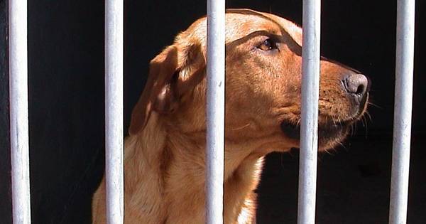 Hondenkennel aan Abdijweg in Weerselo