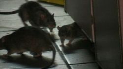 Steeds meer ratten komen naar boven door regen en zelfs het paleis kampt met plaag