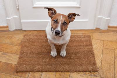 De Wageningse hond 'blijft een melkkoe'