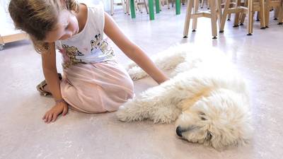 'Iedereen is gek op schoolhond Summer'