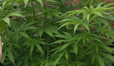 Legale bedrijven mengen zich steeds meer in illegale wietpraktijken