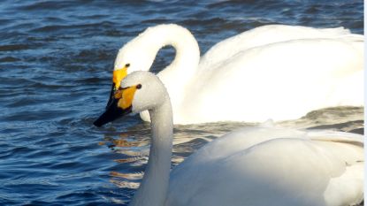 Zwaan met gebroken hart vindt liefde terug na barre tocht van 4.000 kilometer