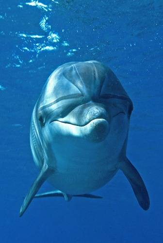 Un Bebe Dauphin Abandonne Dans Une Vieille Piscine Ecologie 7sur7 Be