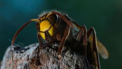 Nuttige en onschadelijke hoornaars doodgemept door paniek over 'monsterwespen'