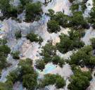 Mangroves planten zich voort op het ritme van de oceaan