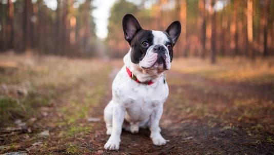Oproep Dierenartsen Koop Geen Honden Met Platte Snuit Meer Weernieuws Hln Be