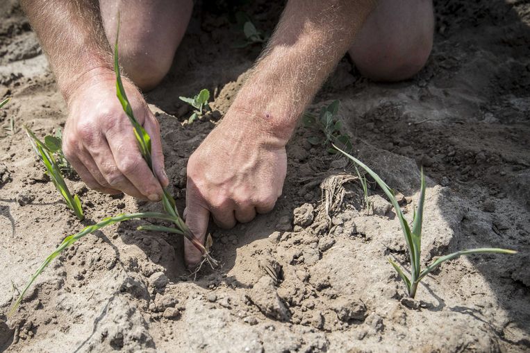 ‘Zorgeloos genieten van de zon is er niet meer bij, laat het alsjeblieft gaan regenen’