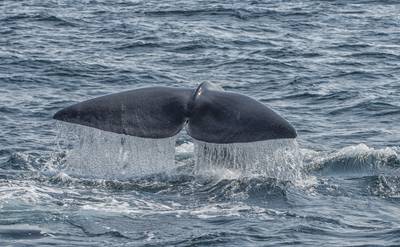 Bijzondere vinvis gespot bij windmolenpark IJmuiden