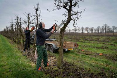 Snerpende kettingzagen vellen grote perenboomgaard van vier hectare in Dodewaard