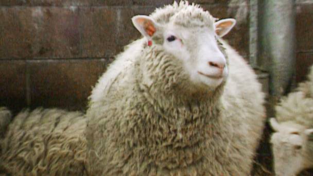 Dolly: The Sheep that Changed the World