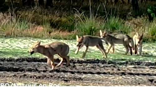 Gevaarlijke dieren in de Belgische natuur