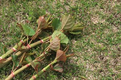 Japanse duizendknoop: botanisch monster is bijna onuitroeibaar