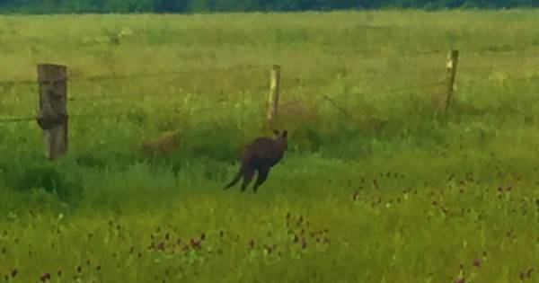Boswachter staat raar te kijken: een wallaby in het veld