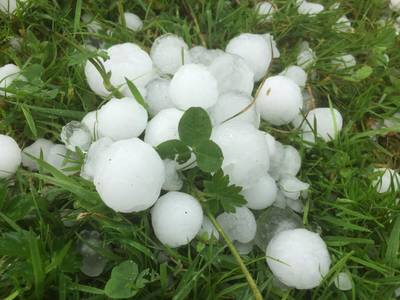 Hagelstenen zo groot als pingpongballen in Wijk bij Duurstede, veel schade voor fruittelers