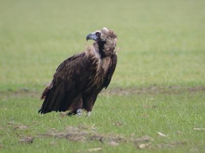 Vreemde vogel: zeldzame monniksgier laat zich zien in Drenthe