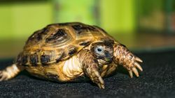 Man laat meer dan 300 landschildpadden creperen in garagebox