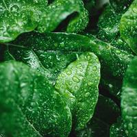 Regenwater of kraanwater: wat is beter voor je planten?